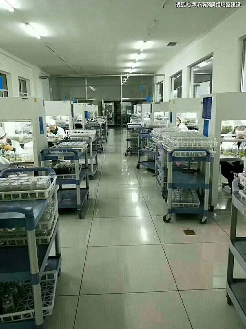 组培工厂化生产常用的组培仪器 组培设备