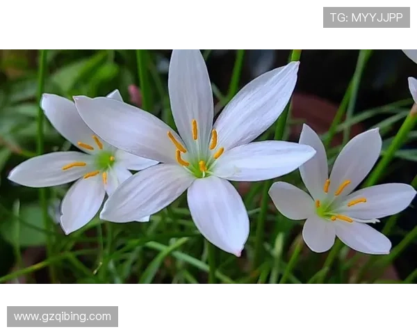 唐布拉之恋背后的真相与心灵救赎在风雨中绽放的爱情故事 唐布拉之恋背后的真相与心灵救赎在风雨中绽放的爱情故事