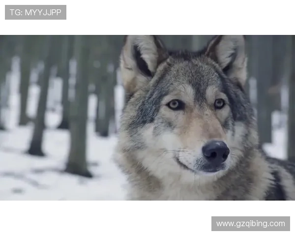 《雪狼》:当冰原的孤傲遇上人性的野性 《雪狼》:当冰原的孤傲遇上人性的野性